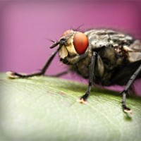 /album/trananrheten/photolia-a08-jpg/